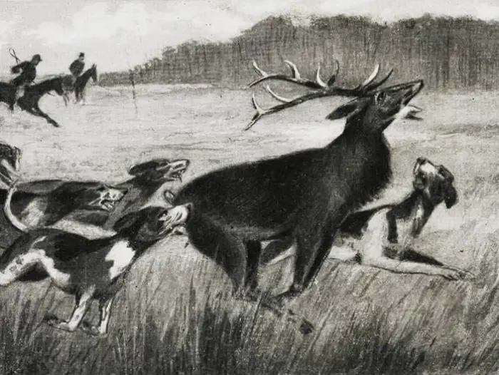 League for the Prohibition of Cruel Sports stag hunting postcard
